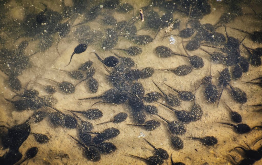 many tadpoles in transparent water