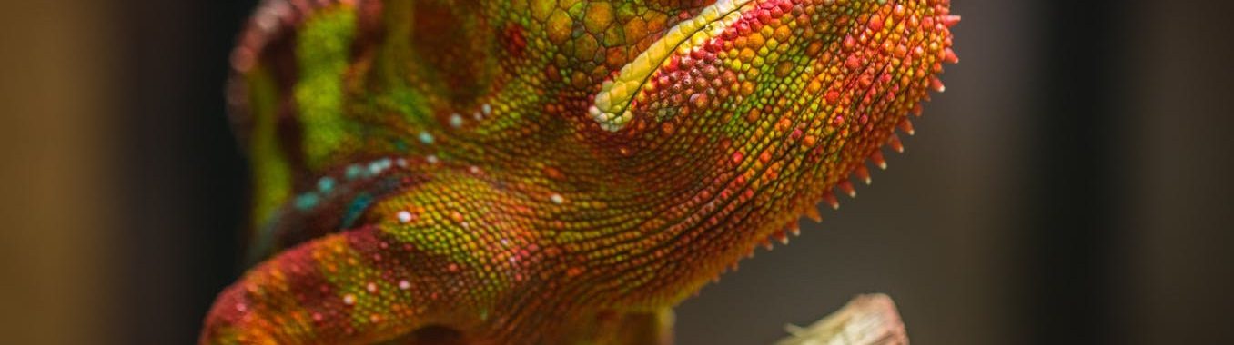 selective focus photography of red and green reptile