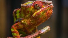 selective focus photography of red and green reptile